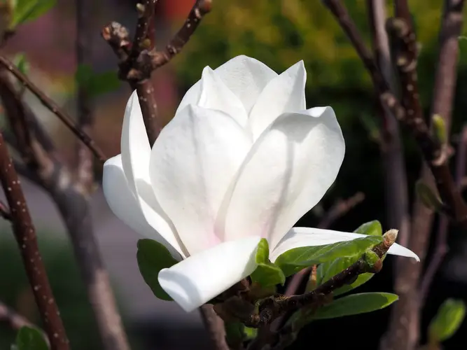 Magnolia × soulangeana 'Lennei Alba'