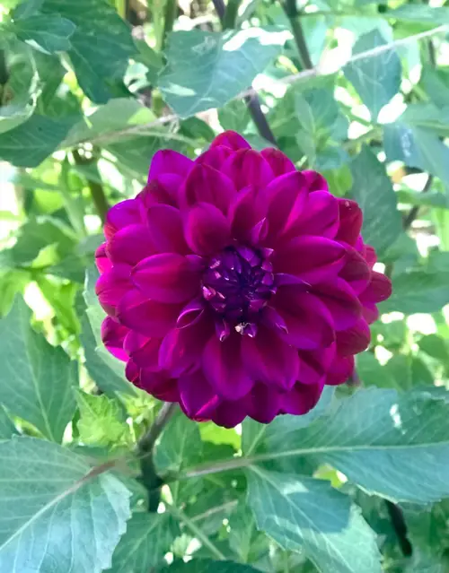 Dahlia 'Purple Flame'