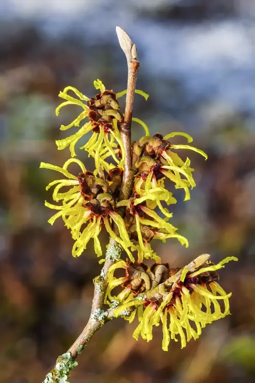 Hamamelis × intermedia 'Primavera'