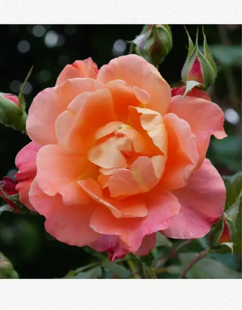 Rosa 'Fragrant Delight'