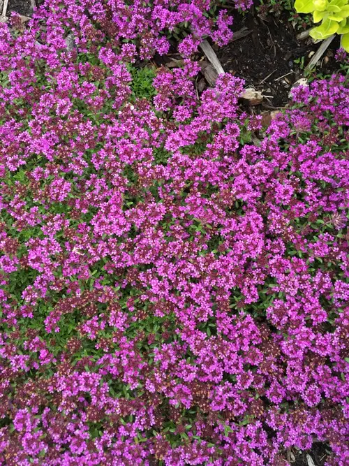 Mother of thyme 'Coccineus'