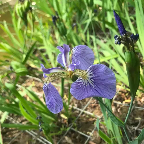 Beach-head iris