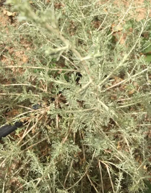 Brachanthemum pulvinatum