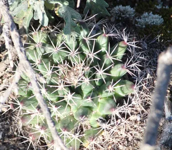 Little nipple cactus (Mammillaria meiacantha) - PictureThis