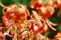 How to Grow and Care for Tiger lily