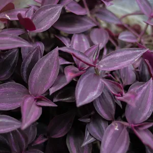 Silber-Dreimasterblume 'Purpusii' - Tradescantia zebrina 'Purpusii'  (Pflege, Merkmale, Blume, Bilder)