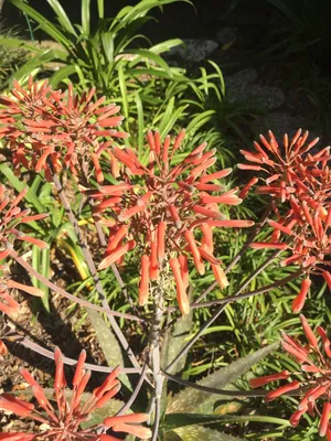 aloe paradisicum Aloe Paradisicum – Secret Garden Plant Shop