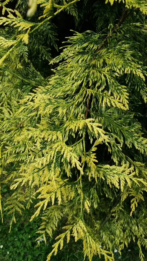 Western red cedar 'Irish Gold'