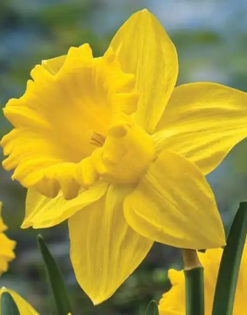 Daffodils 'Barnum'
