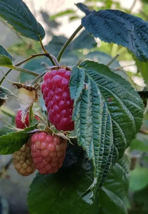 Rubus idaeus 'Cascade Delight'