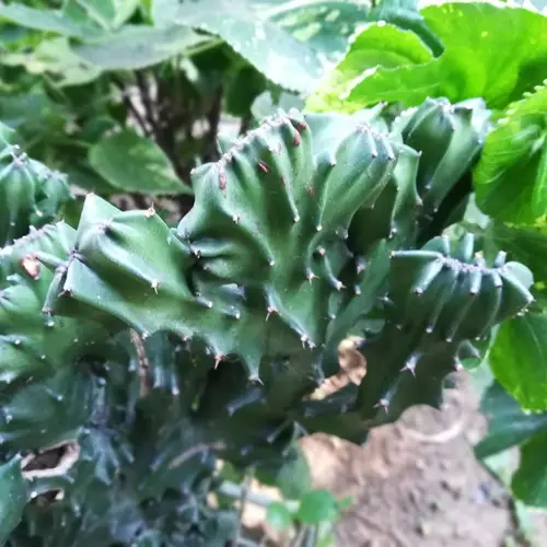 Euphorbia neriifolia var. cristata