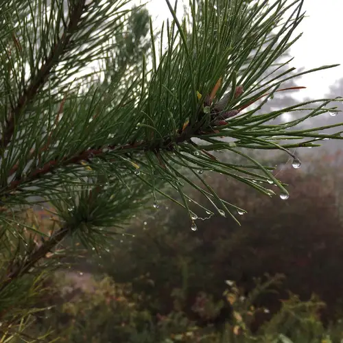 剛松 (Pinus rigida) 照顧,種植,繁殖,開花時間 - PictureThis