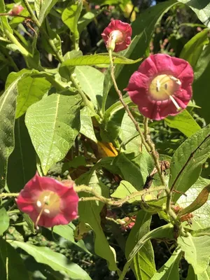 tobacco plant genus Tobacco plants tobacco plant genus Tobacco plants