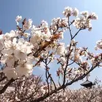 オムロザクラ（御室桜）