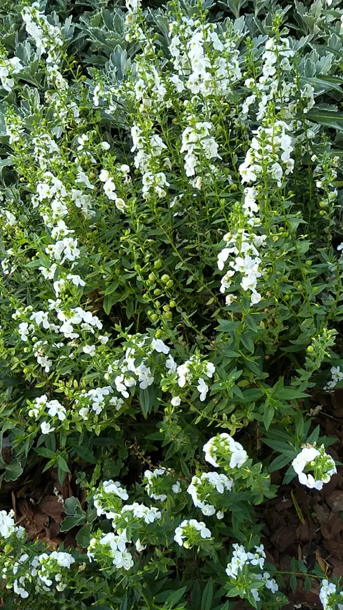 Angelonia angustifolia 'Angelface Super White'