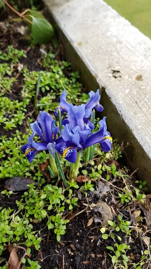 Iris histrioides 'Major'