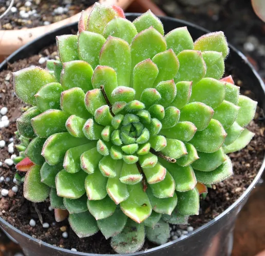 錦司晃(Echeveria setosa) - PictureThis