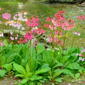 クリンソウ（九輪草） (ケア, 特徴, 花, 画像)