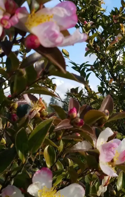 Japanese camellia 'Fairy Blush'