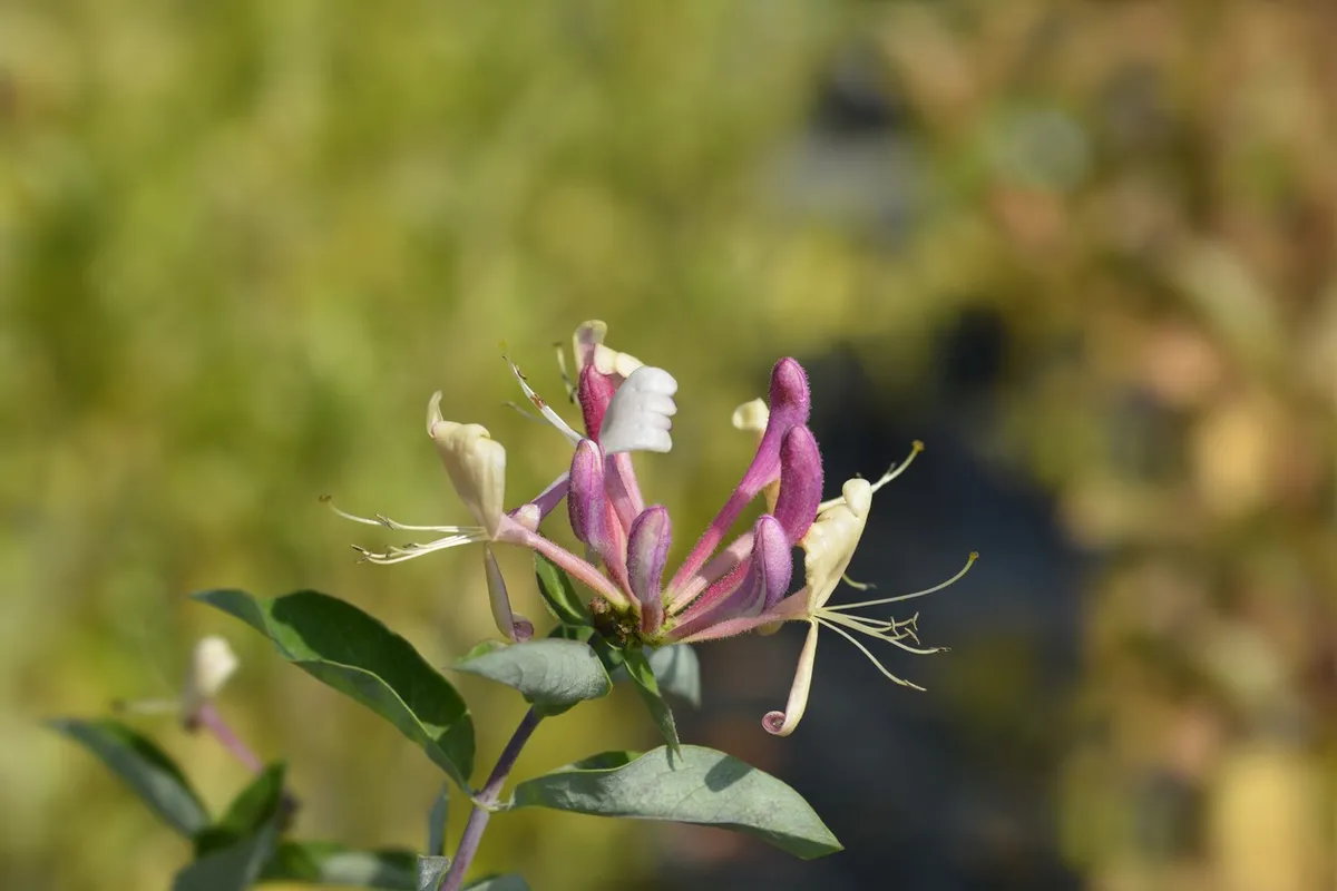norita plant Enchanting Magia Nera Rose Plant for a Stunning Garden – Rose_Explosion main image 0