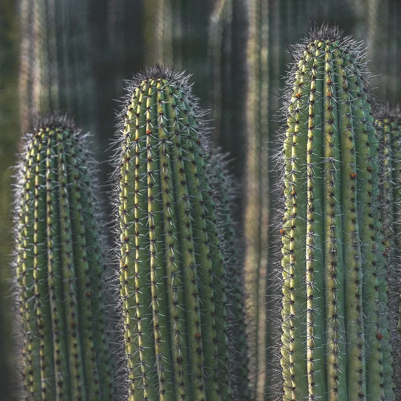 How Much Sunlight Does an Organ pipe cactus Need?