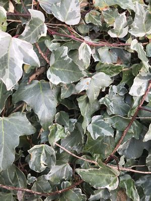 Algerian ivy (Hedera algeriensis) - PictureThis