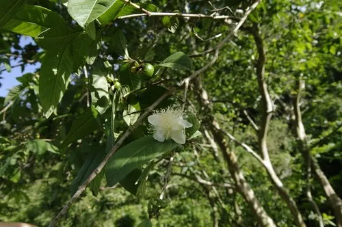 グァバ (ケア, 特徴, 侵入性, 画像, 食用)