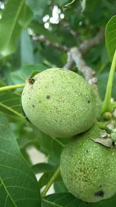 菓子胡桃（カシクルミ）盆栽 SG001 菓子胡桃（カシクルミ）盆栽 SG001 | 盆栽創【Bonsaisou】