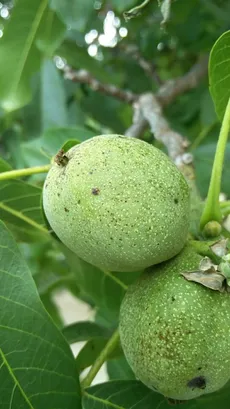 カシグルミ（菓子胡桃）の育て方・栽培方法