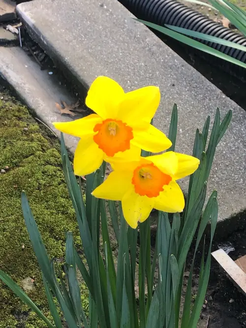 Daffodils 'Ceylon'
