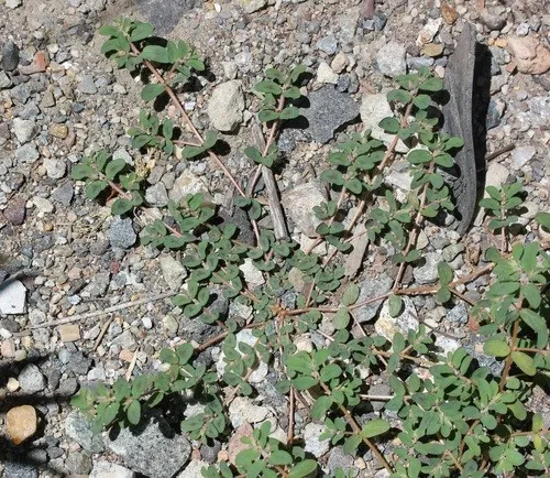 Gefleckte Wolfsmilch - Euphorbia maculata (Taxonomie, Merkmale, Symbolik,  Bilder, Giftig)