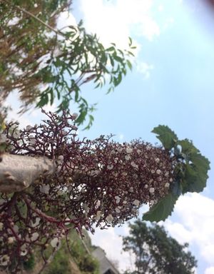 Nettle tree - Urera baccifera (Taxonomy, Characteristics, Distribution ...