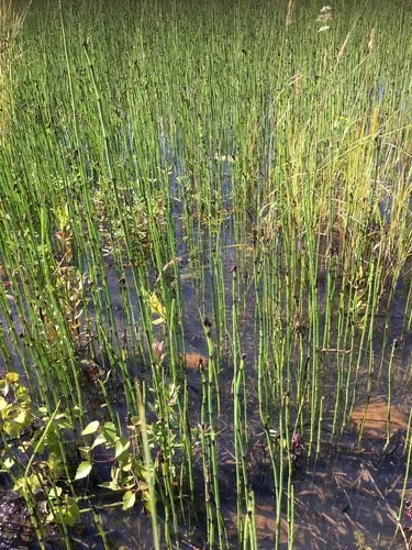 Water horsetail - Equisetum fluviatile (Care, Characteristics, Symbolism,  Images)