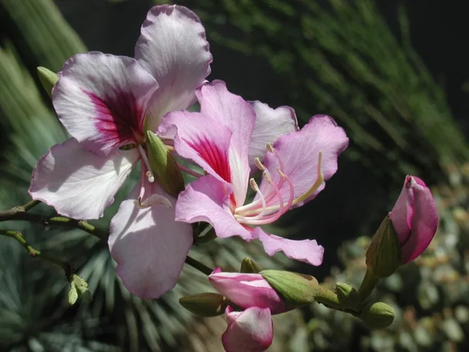 Buntfarbene Bauhinie - Bauhinia variegata (Pflege, Merkmale, Blume, Bilder)