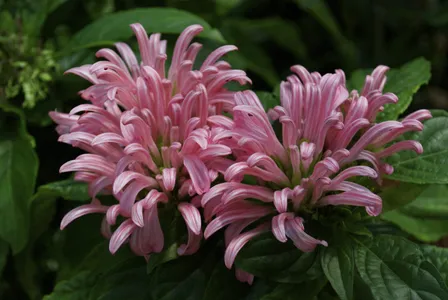 サンゴバナ（珊瑚花） (ケア, 特徴, 花, 画像)