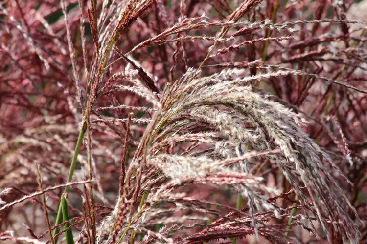 Chinese silver grass 'Malepartus'