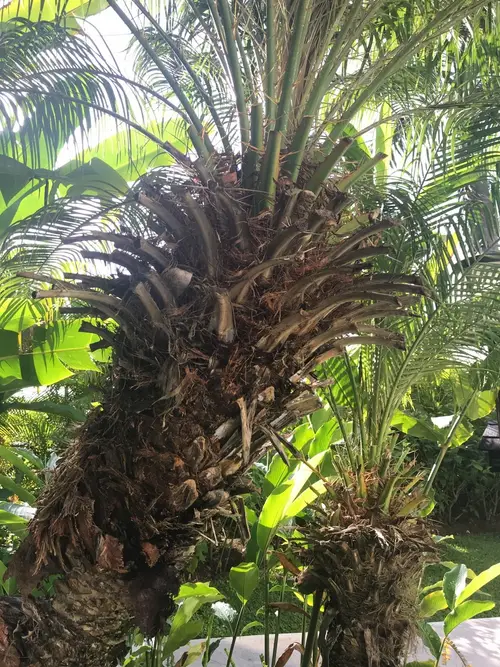 Palma africana