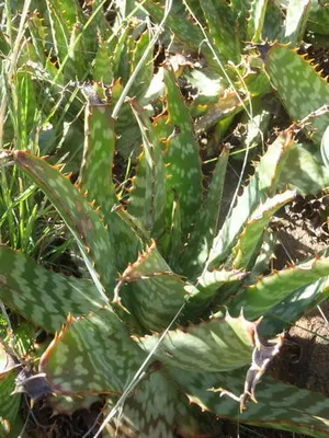 How to Grow and Care for Aloe grandidentata