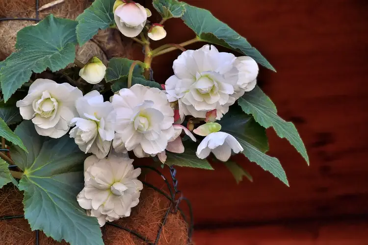 Begonia 'Hanging Basket White'