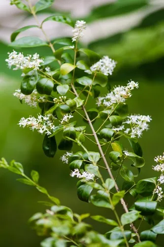 photinia lasiogyna Buy Red Tip Photinia Phoenix, AZ | Photinia x fraseri