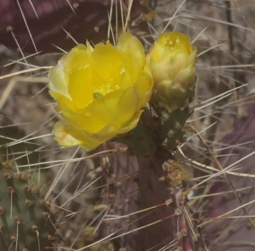 Opuntia gosseliniana - PictureThis
