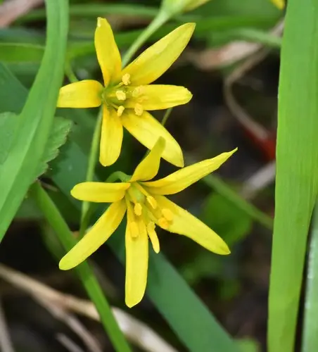 Yellow star-of-bethlehem