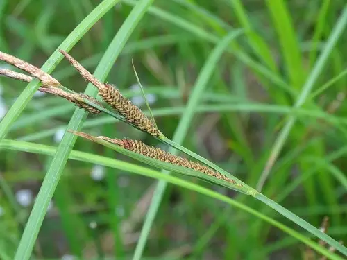 Carex stricta