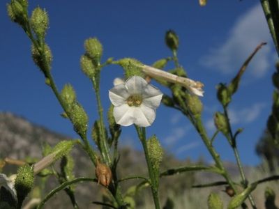 Coyote tobacco - Nicotiana attenuata (Taxonomy, Characteristics