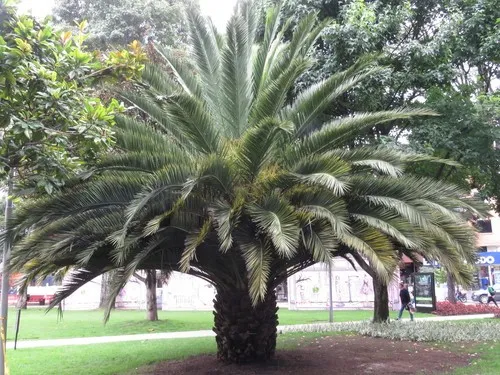 ナツメヤシゾク（ナツメヤシ属） (Phoenix) - PictureThis