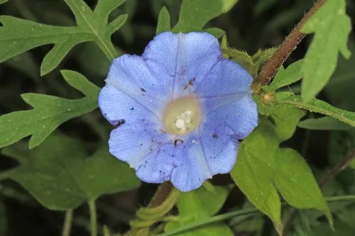 Efeu-Prunkwinde - Ipomoea hederacea (Taxonomie, Merkmale, Blume, Bilder,  Kontrolle)