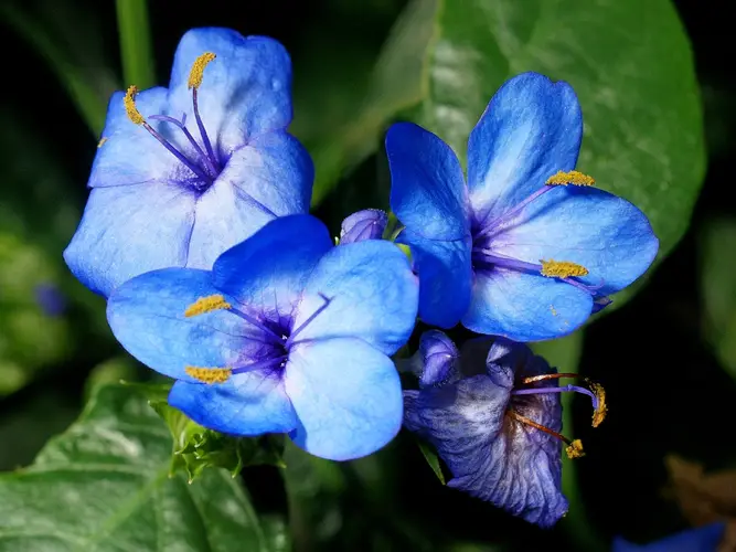 Blaue frühlingsblume