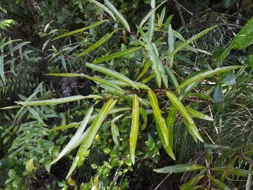 Mida salicifolia