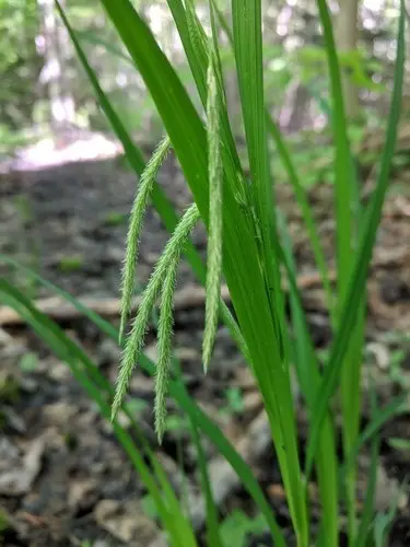 Carex crépu