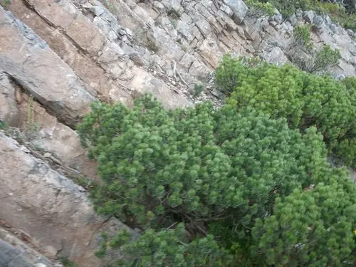 Sierra potosí pinyon pine